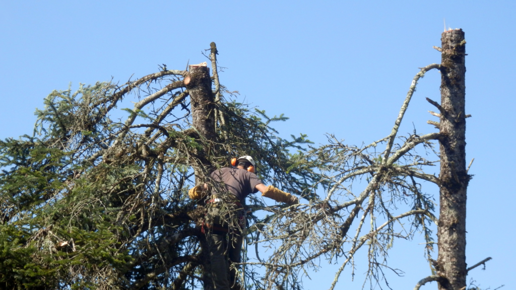 Chichester Tree Surgeons