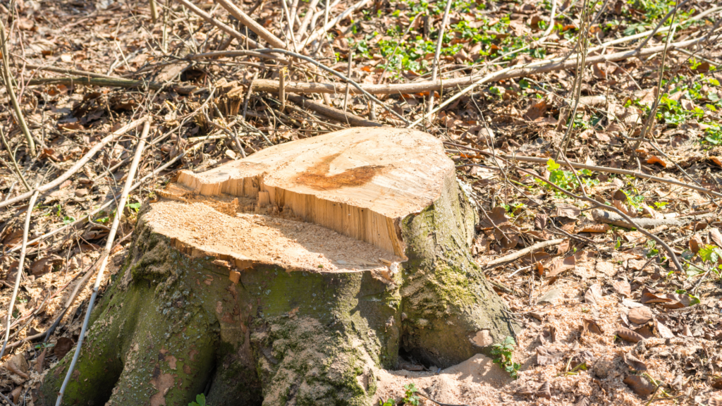 Stump Grinding and Removal_